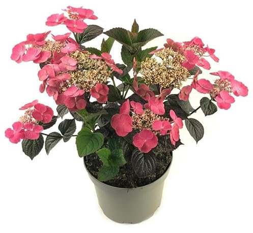 Tellerhortensie Hydrangea serrata 'Daredevil' – kompakte, winterharte Gartenhortensie mit rotem Laub im 3L Topf – ideal für Beet, Kübel & Balkon