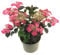 Tellerhortensie Hydrangea serrata 'Daredevil' – kompakte, winterharte Gartenhortensie mit rotem Laub im 3L Topf – ideal für Beet, Kübel & Balkon
