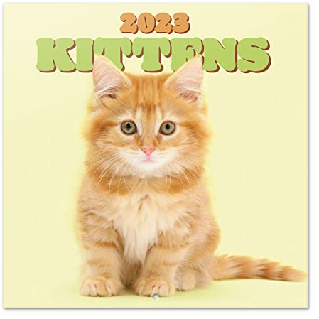 Grupo Erik Wandkalender 2022 2023, Katzenkalender 2023 Wandkalender, Kalender zum Aufhängen von September 2022 bis Dezember 2023, offizielle Lizenz, FSC zertifiziert