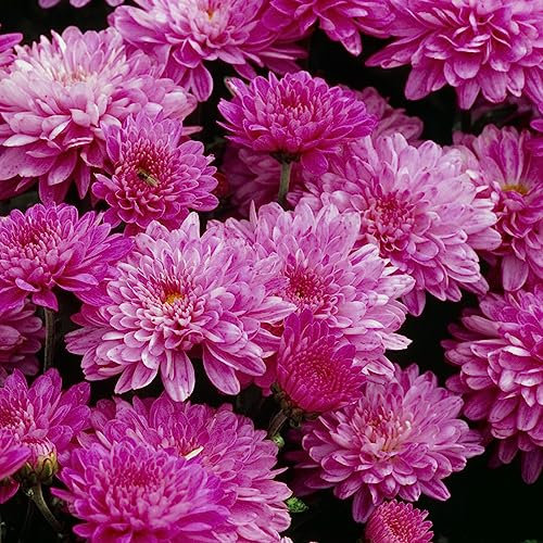 300 Pezzi Semi Di Piante Di Crisantemo Semi Di Fiori Di Campo Perenni Resistenti (Crisantemo) Piante Fiori, Semi Tappezzanti Resistenti Semi Di Fiori Di Campo, Semi Di Prato Fiorito