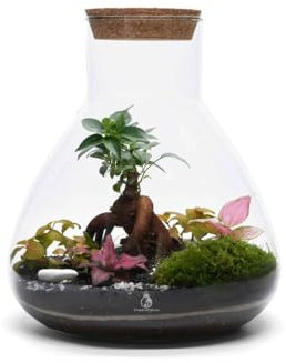 Large DIY Terrarium Kit (H: 32 cm) with 4 Live Plants & Bun Moss – Indoor Garden in Glass Jar with Cork Lid, Soil, Decorative Layers & Instructions – Creative Gift & Relaxing Closed Ecosystem Project