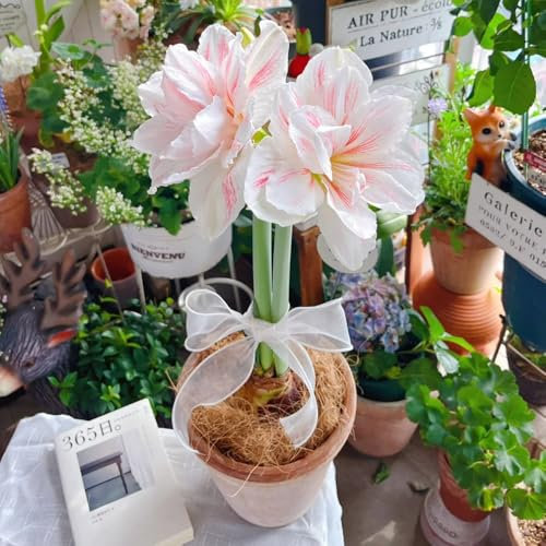 2 pcs Hippeastrum zwiebeln- balkon deko Farbenprächtige amaryllis zwiebel stauden winterhart mehrjährig blumenzwiebeln schnell wachsender blumen garten pflanzen für draußen winterharte