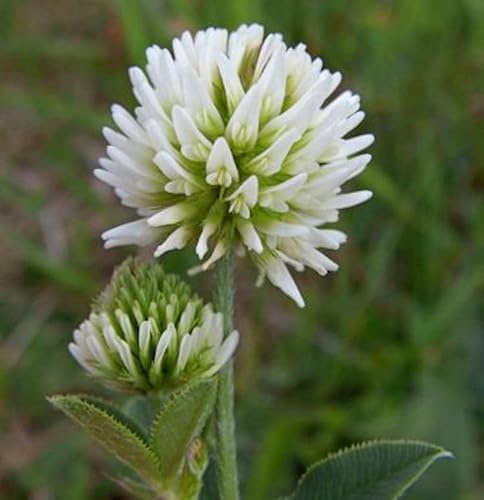 Berg-Klee - Trifolium montanum - lebende Gartenpflanze aus den Baumschulen