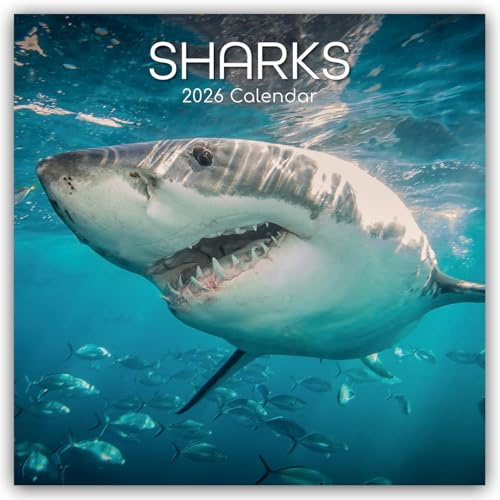 Sharks – Haie 2026 – 16-Monatskalender: Original Gifted Stationery-Kalender [Mehrsprachig] [Kalender] (Wall-Kalender)