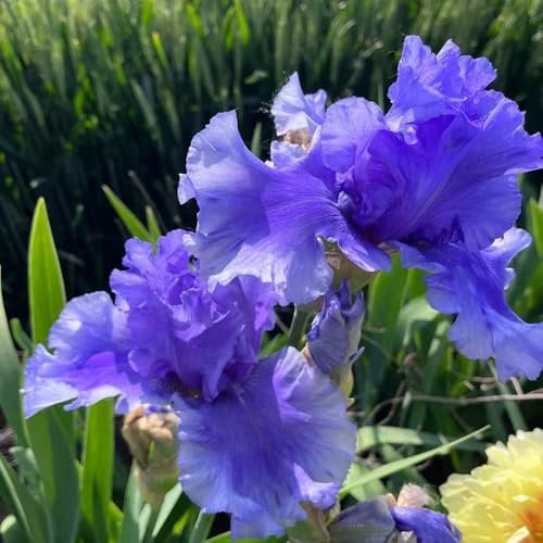 blumenzwiebeln - schwertlilien schwertlilien zimmerpflanzen kübelpflanzen stauden winterhart mehrjährig blumenzwiebel gartenpflanzen topfpflanzen bonsai topf garden 3pcs