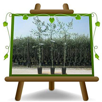 Olivier arbre olives Grignan - Plante fruitière arbre max 160 cm - 3 ans