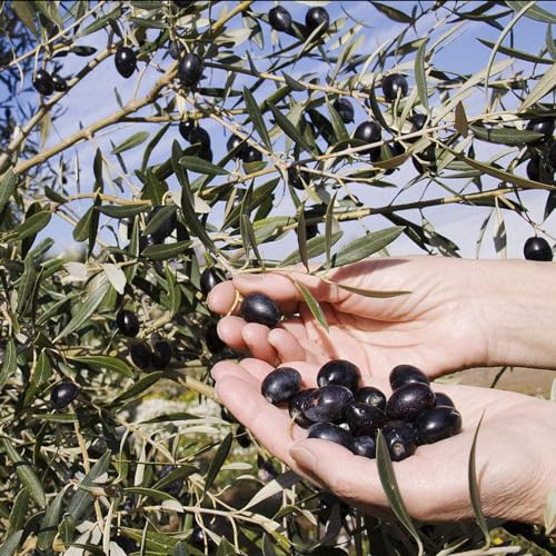 20 pcs olivenbaum samen stauden winterhart mehrjährig olive tree samen stämmchen winterhart mediterrane pflanzen balkonpflanzen winterhart oliven olivenbaum kaufen winterharte olivenbäume
