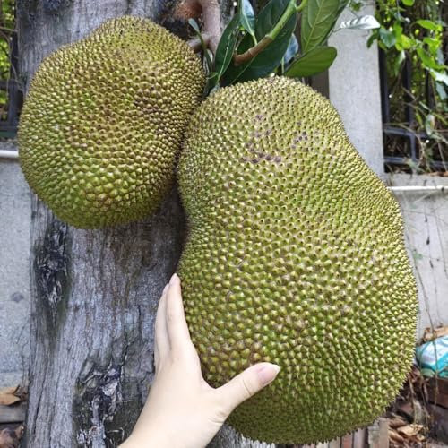 20 piezas Semillas de yaca - Artocarpus heterophyllus, fruta fresco maceta resistente plantas perennes Planta de yaca - árbol de yaca, Árboles frutales columnares, plantas resistentes