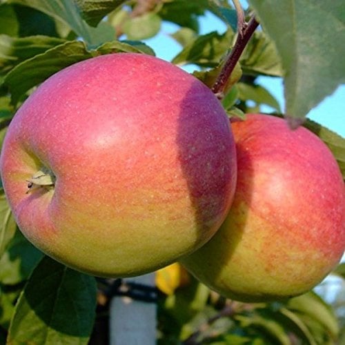 Reglindis®, Herbstapfel, Buschbaum (kleinbleibend), 120-140cm, im 10L Topf