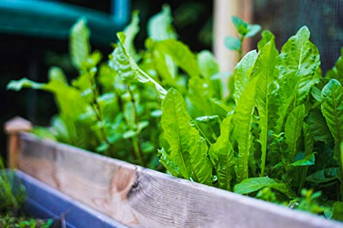 deutsche Löwenzahn Saat lat. Taraxacum Löwenzahnsamen mehrjährig & winterhart, Futterpflanze Kaninchen, Hase, Meerschweinchen, Löwenzahnblüten Löwen Zahn Samen