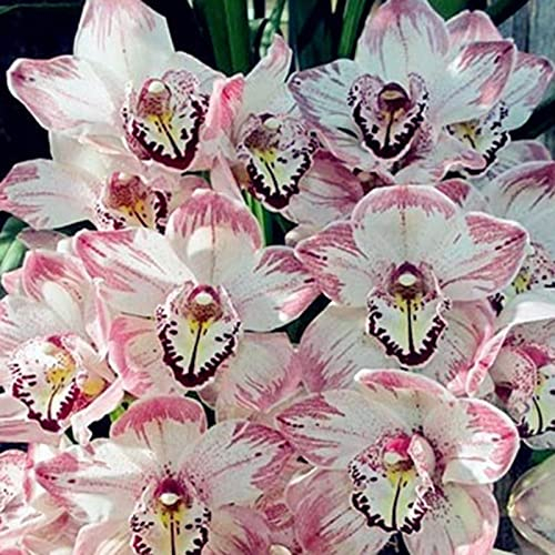 Haloppe 100 Stück Cymbidium-Orchideen-Blumen-Pflanzen-Samen für die Bepflanzung des Hausgartens, gemischte Bonsai-Cymbidium-Faberi-Rolfe-Samen für den Garten Samen