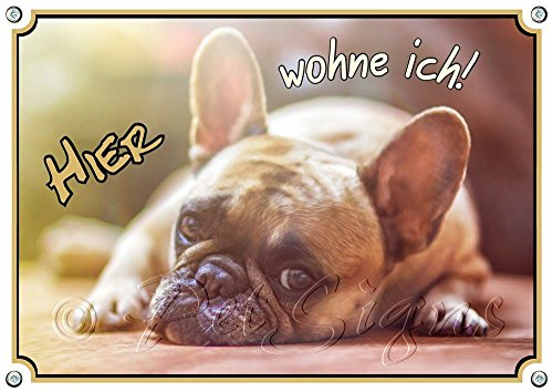 Petsigns Hundeschild - Französische Bulldogge - haltbares massives Metallschild, DIN A5
