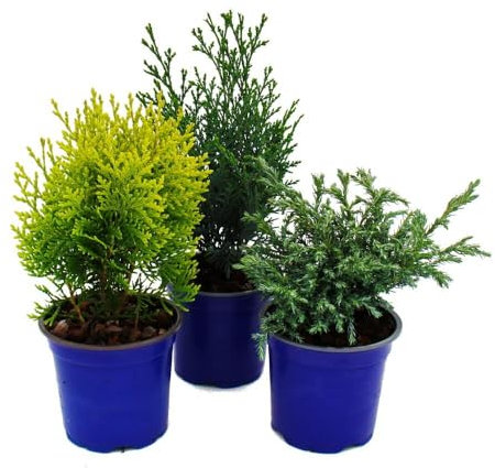 Zwerg-Koniferen-Set mit 3 Pflanzen - kleine Nadelgehölze für Beet und Balkon - im 10,5cm Topf