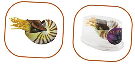 Cabilock Fisch Tank Muscheln Muscheldekor Nautilus-Schale Aquarium Nautilus-Muschel-Dekoration Groß Dekorationen Hülse Produkte Fischtank Dekore Aquarienverzierung