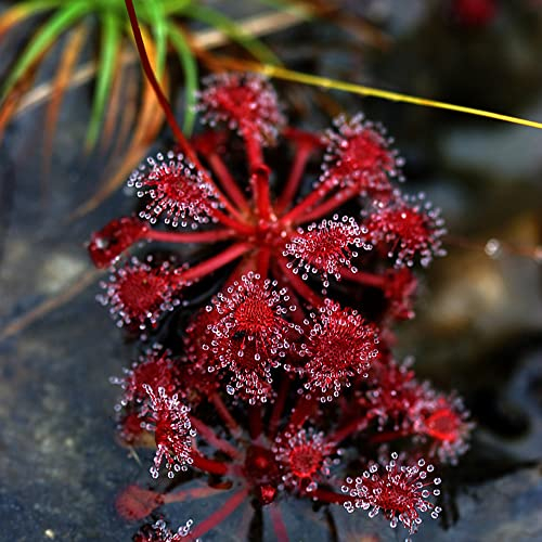 200 Pcs Sonnentau Fleischfressende Pflanze Samen, Drosera Capensis Deko Wohnzimmer, Pflanzen Züchten, Drosera Peltata, Sukkulenten Echte Pflanzen Grünpflanzen, Exotische Pflanzen