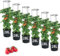 Tomatenpflanztopf mit Rankhilfe – Ideal für die Tomatenzucht, Pflanzenaufzucht-Turm mit Stütze für stabile Pflanzen, erhältlich in 3 Größen: 12L, 18L, 28L. (6, 28 L)