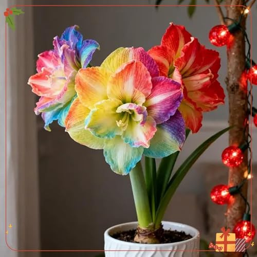 Farbenfrohe Amaryllis Rhizom-In GroßPackungen-Amaryllis Fachgerecht Gepflanzt-GartenverschöNerung-1 rhizome