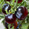 Schwarz Lila Tomatensamen Indigo Rose Organisch gewachsen US-Selection