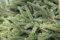 Picea abies 'Nidiformis' 60-70 cm - Nestfichte, kompakter Wuchs, ideal für Steingärten und Kübel, immergrün, pflegeleicht und winterhart