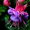 100 Stück Fuchsia Hybrid Samen, Blumen Samen für Garten und Balkon,Ideale Garten Pflanzen, Balkon Pflanzen & Kübelpflanzen, 100Pcs Fuchsia Hybrida Seeds