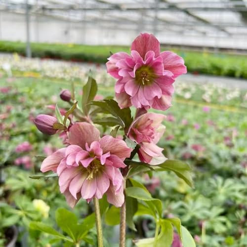 Semi resistenti di piante di rosa di Natale insolito giardino di fiori vaso per piante piante esotiche in vaso di piante sostenibile Elleboro tibetano di fiori 80pcs