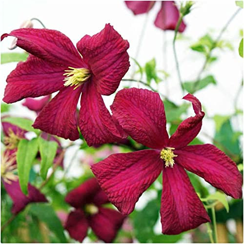 Clematis Viticella Madame Julia Correvon X 3 Large Plug Plants for Potting on by Growtanical