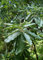 Schindel-Eiche Quercus imbricaria Pflanze 5-10cm Eiche Rarität