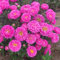 WmHeoo2077 Samen fü Blumen,Four Seasons Aster Seeds, Easy Living Outdoor Flowers,rosa,500g,Blumenwiese