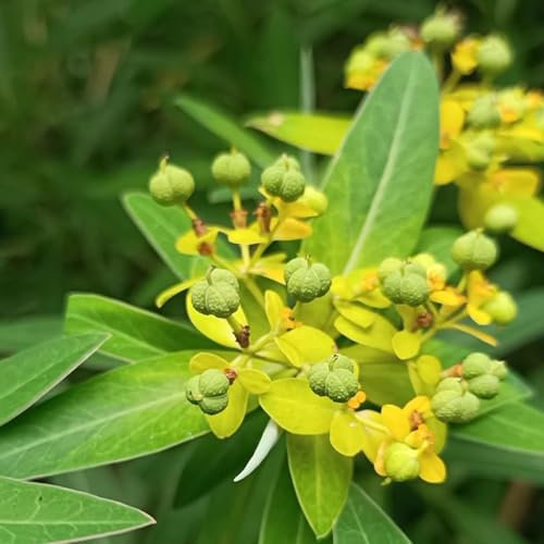 5 pcs wolfsmilch kaktus samen - Euphorbia pekinensis - sukkulenten, pflanzen wolfsmilch pflanze hochbeet balkon, seed indoor plants for living room, nachhaltige geschenke samen, steingartenpflanzen