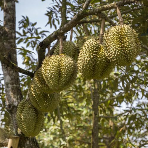 20 Pcs Durianfrucht Samen - Durio Zibethinus Obstbäume Kaufen Geschenke Für Gartenliebhaber Durian Frucht Samen, Säulenobst Balkonpflanzen Säulenobstbäume, Exotische Pflanzen Winterhart