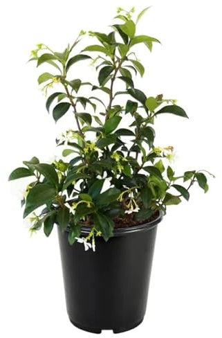 DECOALIVE Galán de Noche Premium Planta Natural de Buen Tamaño Cestrum Nocturnum