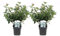 Plant in a Box - Viburnum Tinus - 2er Set - Echter Lorbeerbaum Schneeball Pflanze Winterhart - Topf 17cm - Höhe 25-40cm