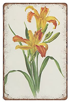 Botanische Blechschilder mit gelben Taglilien von 1964. Vintage-Lilien-Poster, lustiges Vintage-Metallschild, Plaqu-Poster, Wandkunst, Kneipe, Bar, Küche, Garten, Badezimmer, Cottage, Heimdekoration,