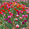 15 pcs tulpenzwiebeln - plant winterfeste pflanzen für garten blumenzwiebeln tulpen zwiebeln winterhart mehrjährig,tulpenzwiebel,Tulipa gesneriana, blumenzwiebeln mehrjährig winterhart