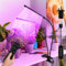 LED Grow Lights,FIBRAVE 2 Heads 60 LED Lamps Full Spectrum Plant Light with Clamp for Indoor Plants & Seed Starting, 10-Level Dimmable, Auto On Off, Timing 4 6 12Hrs