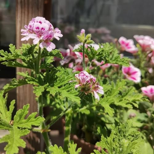 semillas de plantas de geranio de limón - geranios perfumados - flores para balcón, hierbas de jardín que cubren el suelo, pelargonium graveolens, Semillas de hierbas, plantas 25pcs