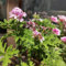 semillas de plantas de geranio de limón - geranios perfumados - flores para balcón, hierbas de jardín que cubren el suelo, pelargonium graveolens, Semillas de hierbas, plantas 25pcs