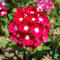 Seltene Variety! 100 PC/bag Verbene hybride Samen Staude Pflanze vergossen Haus & Garten 95% Keimungrate Bonsai Blume 3
