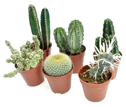 DIXIESTORE Kaktus Mix 6 Pflanzen - Echter Kaktus - Sukkulente für Zuhause - Luftreinigende Topfpflanze - Lebende Topfkakteen - Pflegeleicht - Topfdurchmesser 5 cm