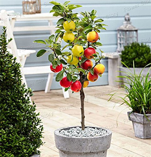 Nano di melo 20 semi raccogliere la frutta Delicious nel vostro cortile Facile bieticole Frutta