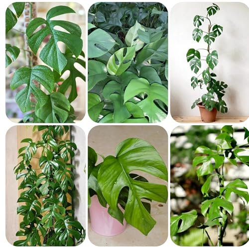 monstera pflanze samen, zimmerpflanzen samen kräuter gewächshaus, balkonpflanzen pflanzen für sonnige plätze, rankpflanze Monstera adansonii, stauden monstera variegata, balkondeko 250pcs