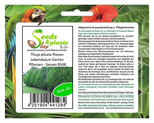 Stk - 15x Thuja plicata Riesen Lebensbaum Garten Pflanzen - Samen B348 - Seeds & Plants Shop by Ipsa