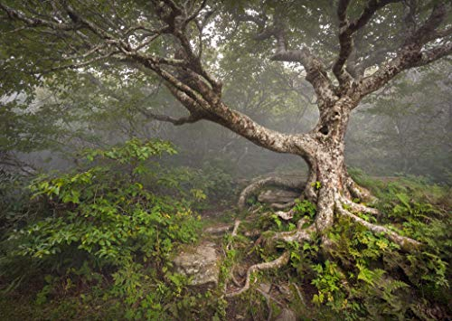 VLIES Fototapete-ALTER BAUM-(1237Pr)-400x260 cm-Foto-Kunst Blumen Sonnenuntergang Feld Grün Landschaft Natur Panorama Wandtapete Bildtapete