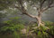 VLIES Fototapete-ALTER BAUM-(1237Pr)-400x260 cm-Foto-Kunst Blumen Sonnenuntergang Feld Grün Landschaft Natur Panorama Wandtapete Bildtapete