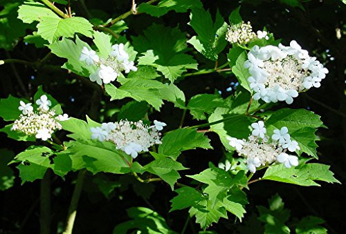 Gewöhnliche Schneeball (Viburnum opulus) 10 Samen