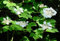 Gewöhnliche Schneeball (Viburnum opulus) 10 Samen