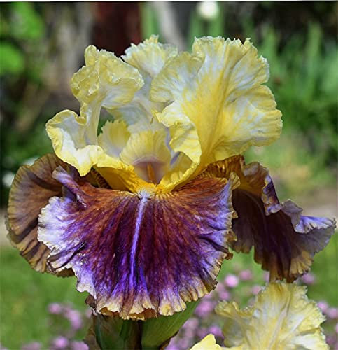 Bulbes de glaïeul ~ plantes aromatiques fraîches et vivaces avec des fleurs et des couleurs h, fleurs de printemps qui peuvent être plantées dans l'eau-20 Bulbi