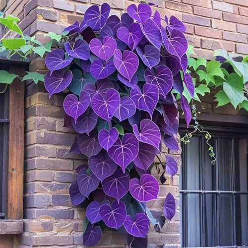 ZTZHYZR 500 Pezzi Semi di Ipomea a Foglie Colorate, Piante Rampicanti, Pianta Ornamentale Semi Fiori, Facile da Coltivare, per Giardini, Cortili, Aiuole, Ipomea