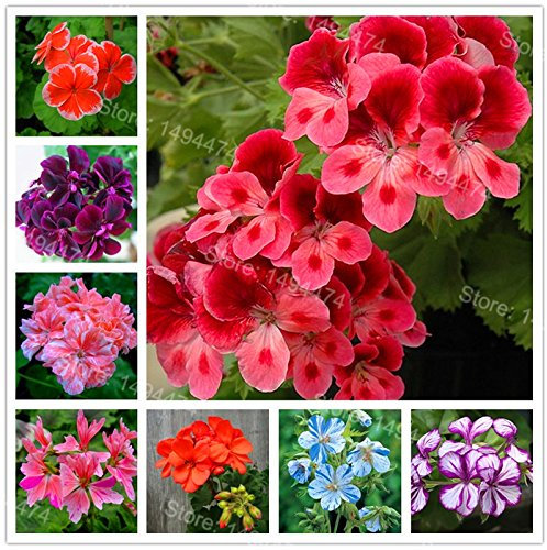 200Pcs / Beutel Rare Pelargonien Samen Mischfarbe Bonsai Blumensamen Appleblossom Rosebud Pelargonium Perennial Blumensamen