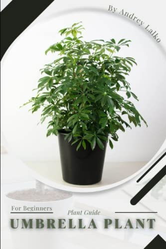 Umbrella plant: Plant Guide